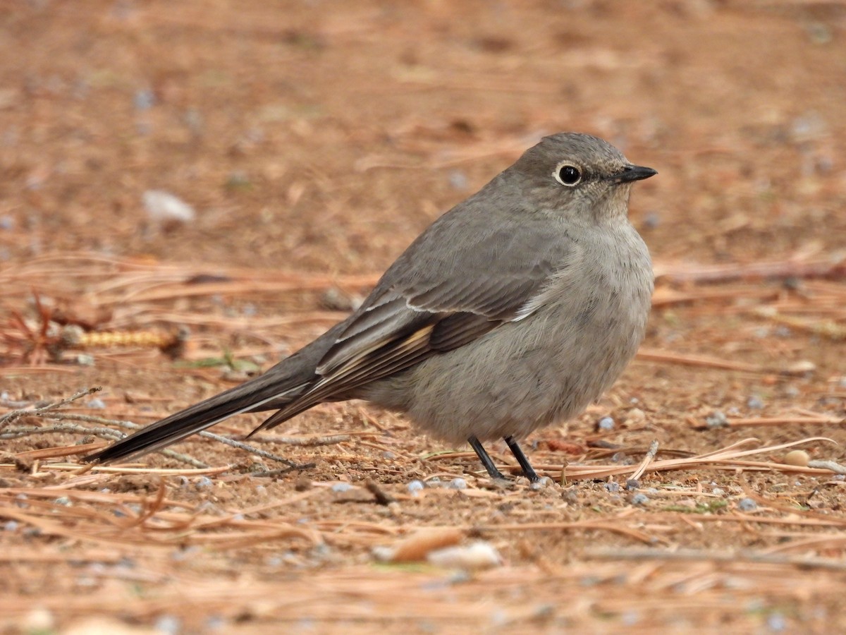 Townsend's Solitaire - ML617673298