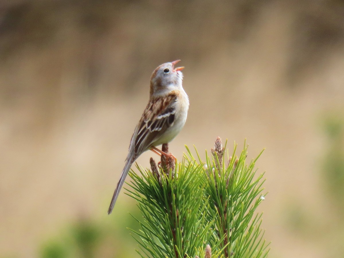Field Sparrow - ML617673301