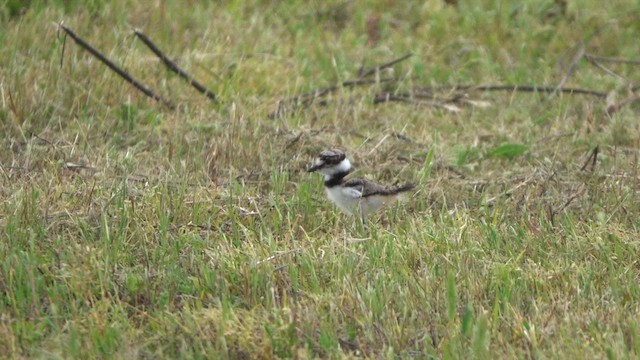 Killdeer - ML617673352