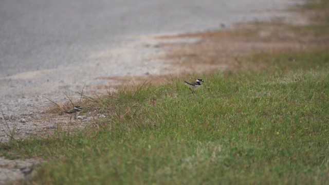 Killdeer - ML617673353