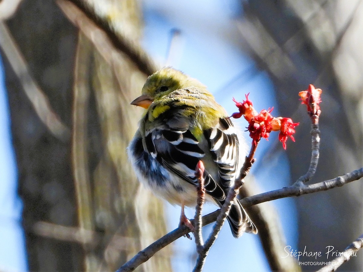 American Goldfinch - ML617673387