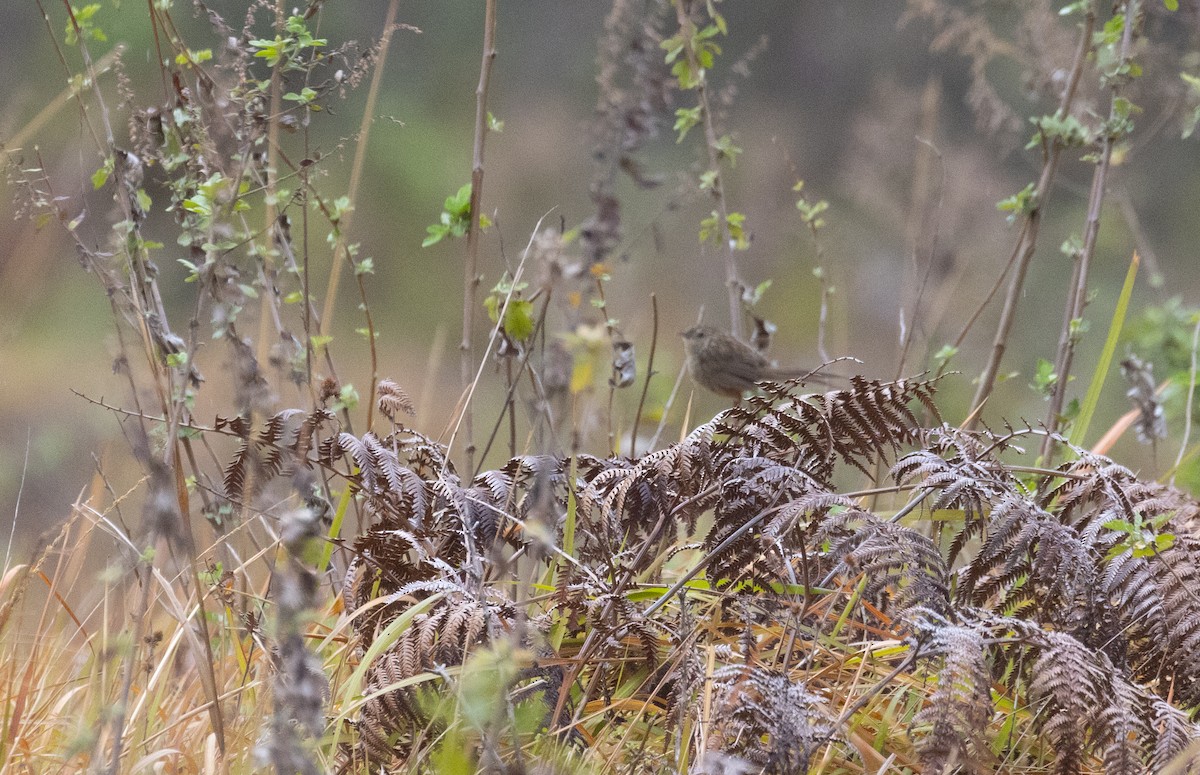 Prinia crinigère - ML617673423