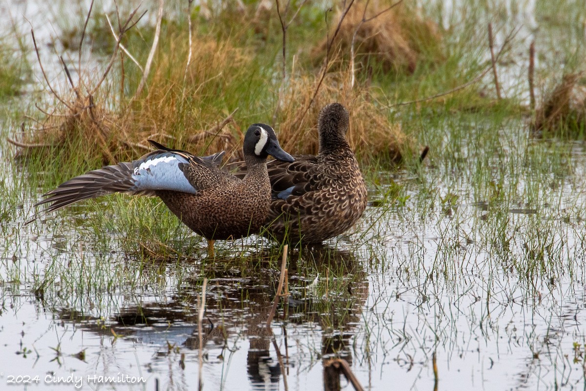 Blue-winged Teal - Cindy Hamilton