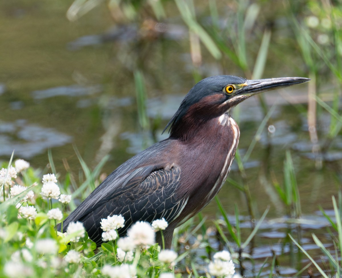 Green Heron - ML617673474