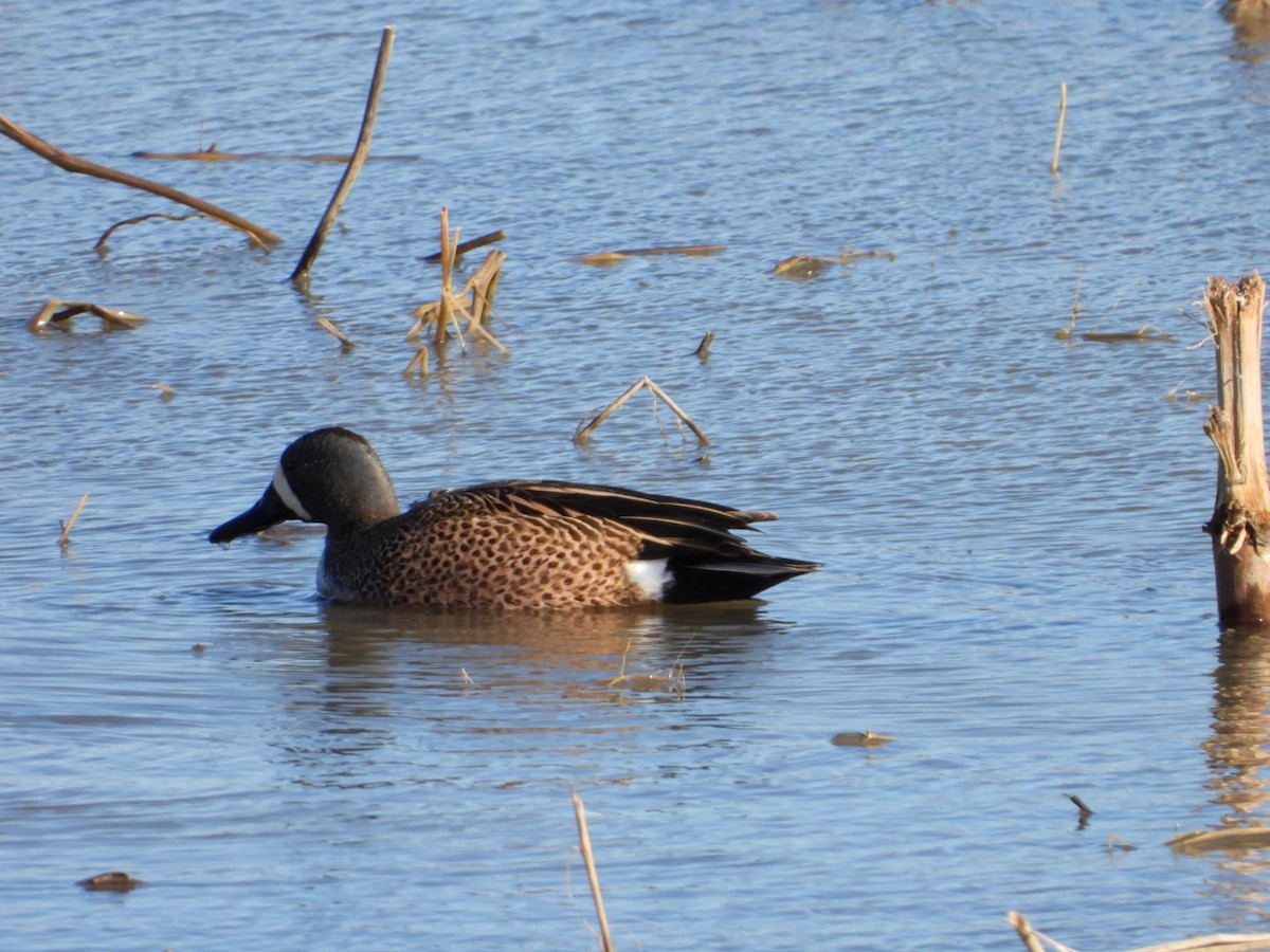 Blue-winged Teal - ML617673485