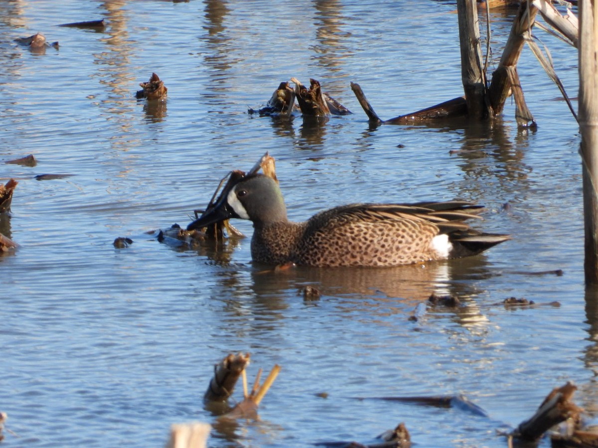 Blue-winged Teal - ML617673486