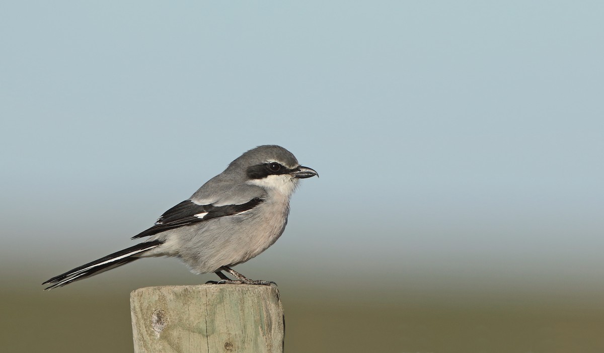 Iberian Gray Shrike - ML617673514