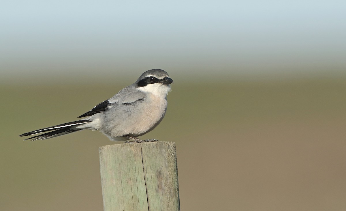 Iberian Gray Shrike - ML617673517