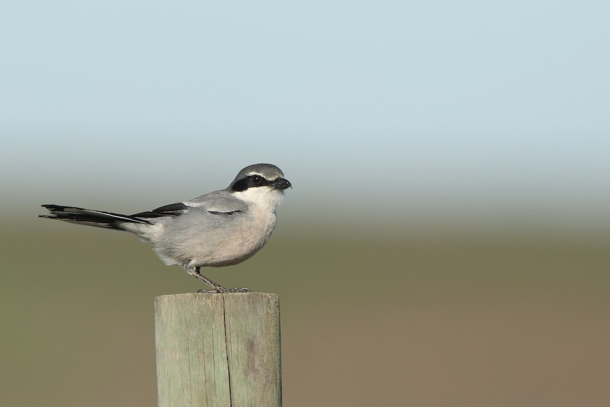 Iberian Gray Shrike - ML617673518