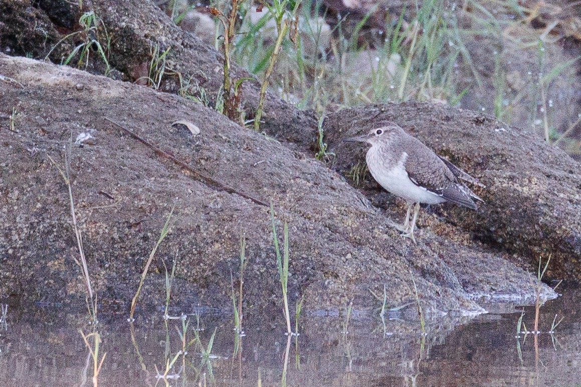 Common Sandpiper - Antonio Xeira