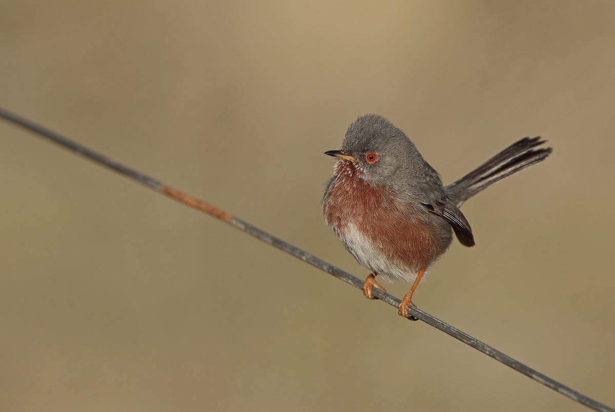 Dartford Warbler - antonis tsaknakis