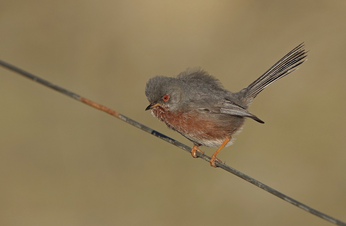 Dartford Warbler - antonis tsaknakis