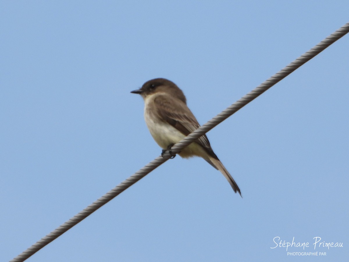 Eastern Phoebe - ML617673533