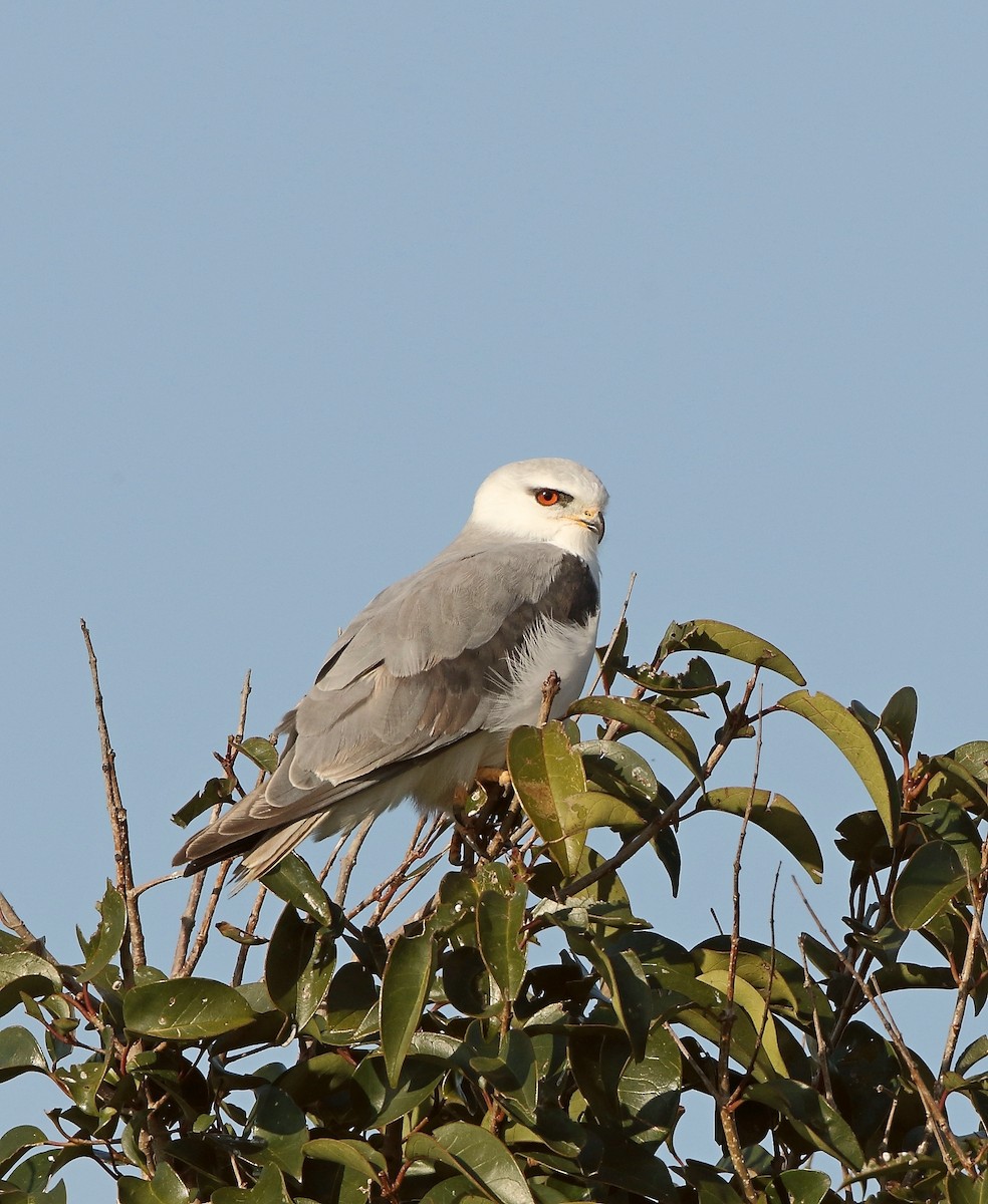 Black-winged Kite - ML617673559