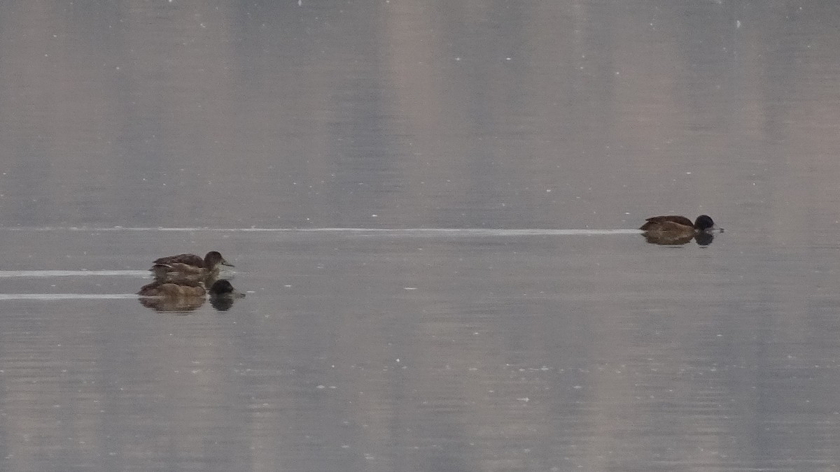 Black-headed Duck - ML617673642