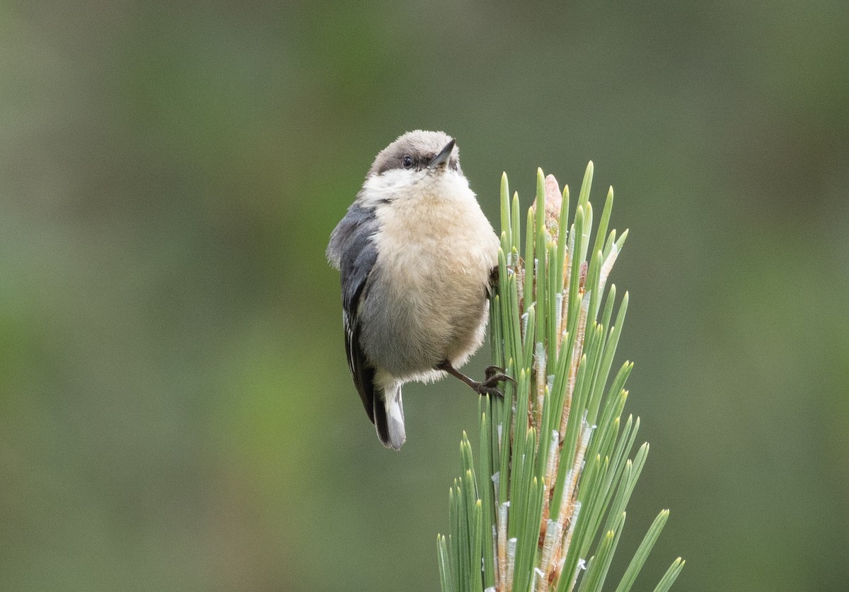 Pygmy Nuthatch - Jeffrey Anderson