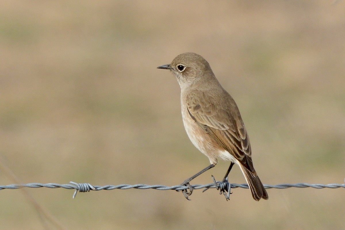 Sickle-winged Chat - ML617673666