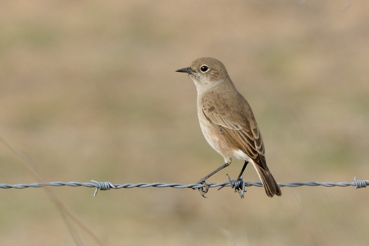 Sickle-winged Chat - ML617673667