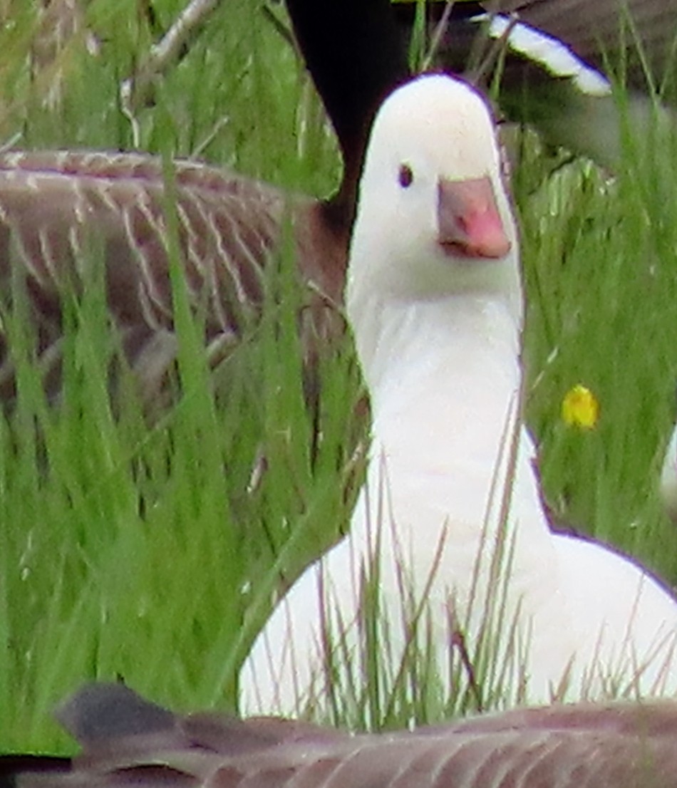 Ross's Goose - ML617673687