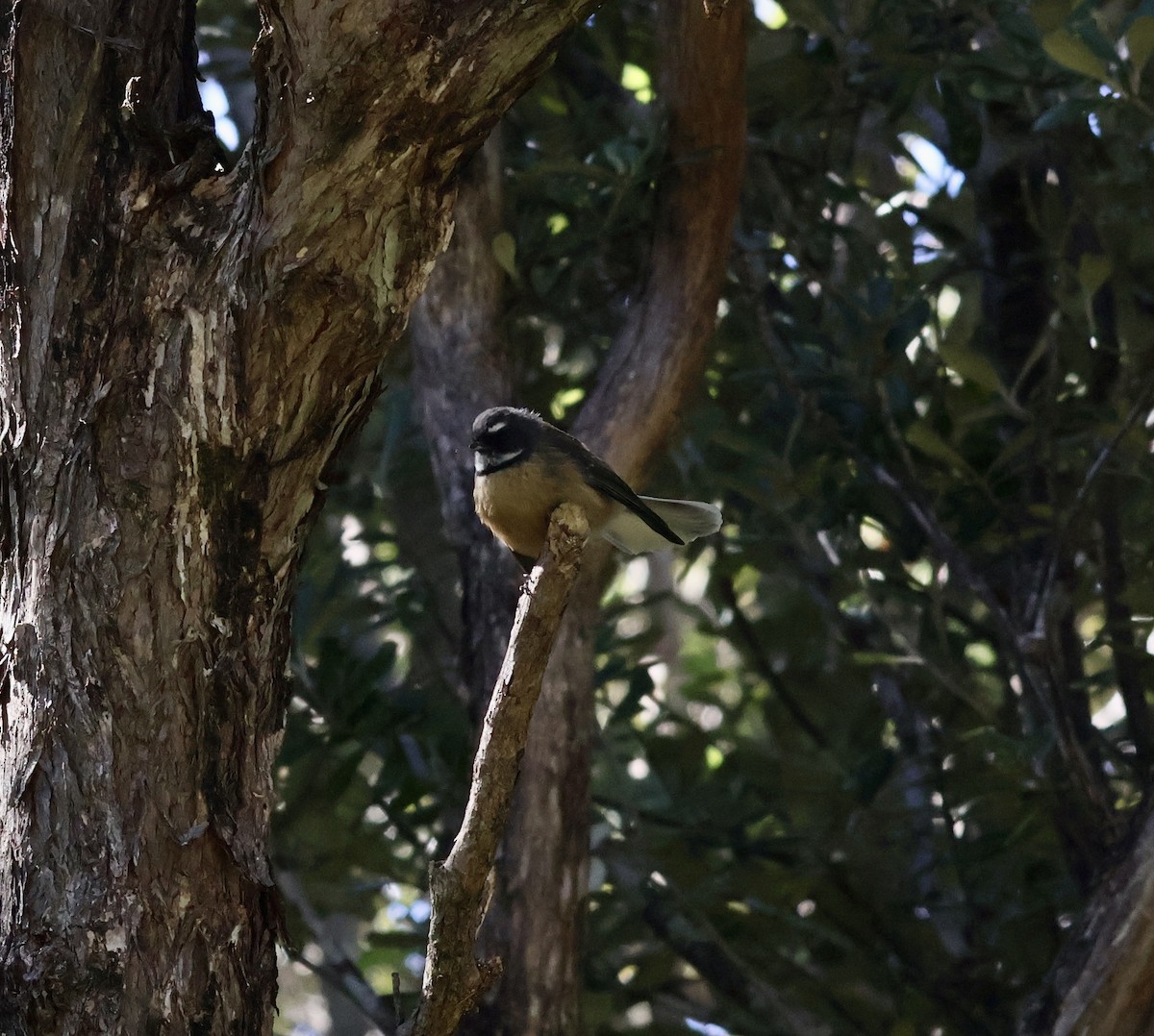 New Zealand Fantail - ML617673715