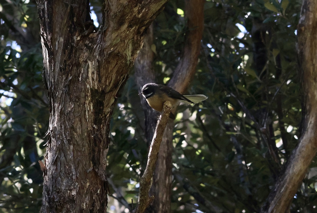 New Zealand Fantail - ML617673716