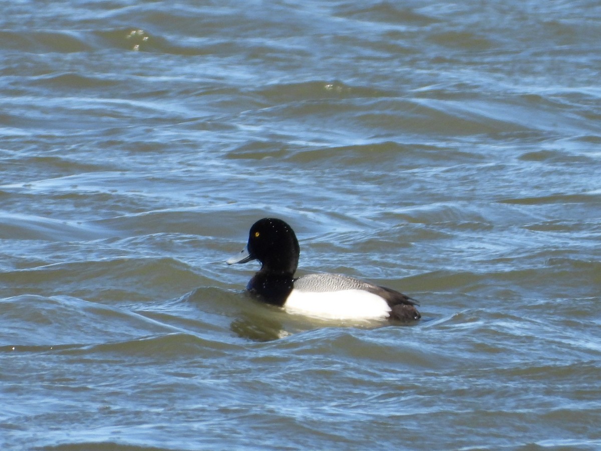 Greater Scaup - ML617673723