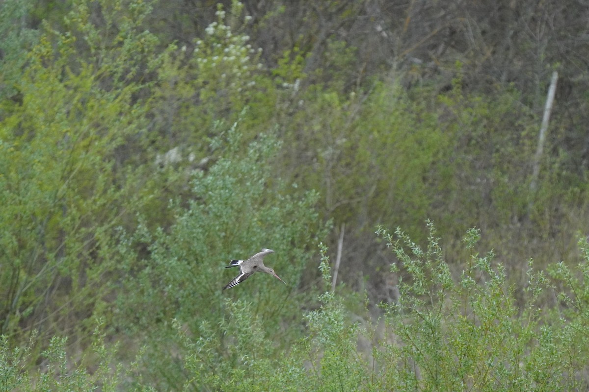 Black-tailed Godwit - ML617673736