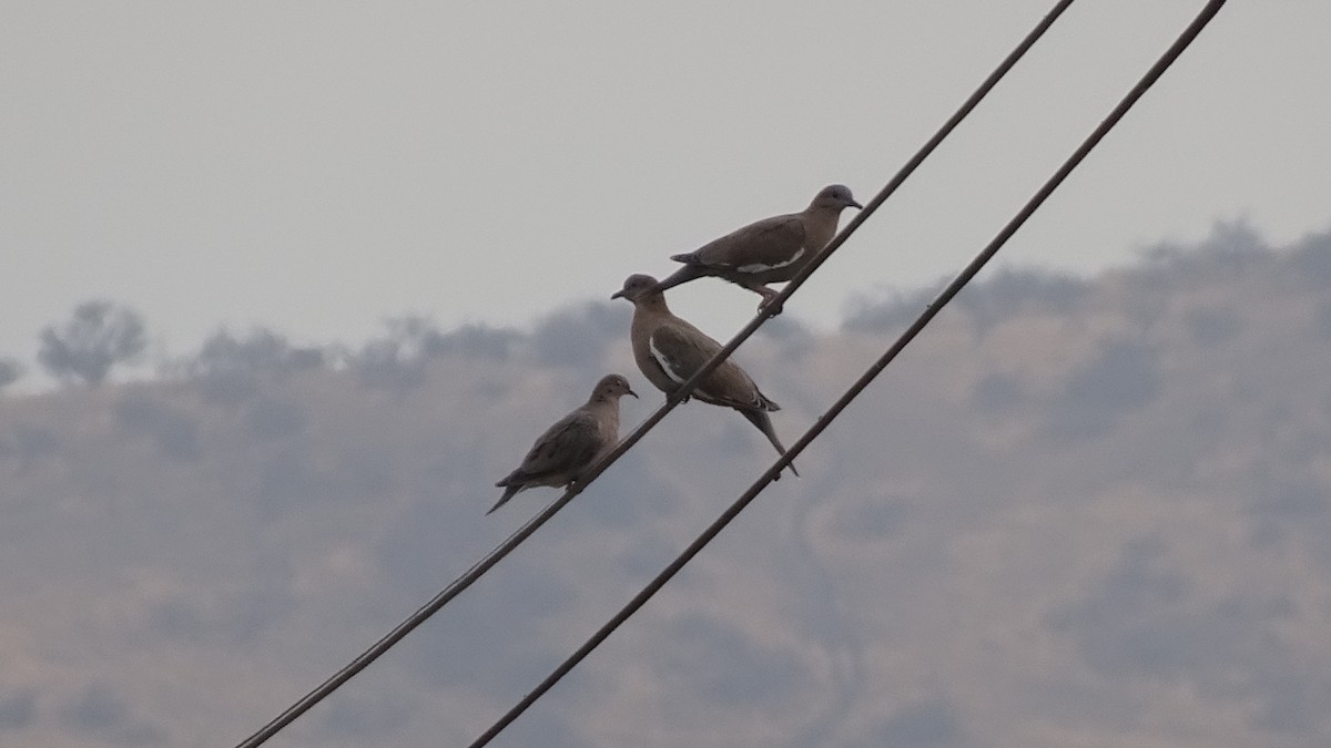 West Peruvian Dove - ML617673749