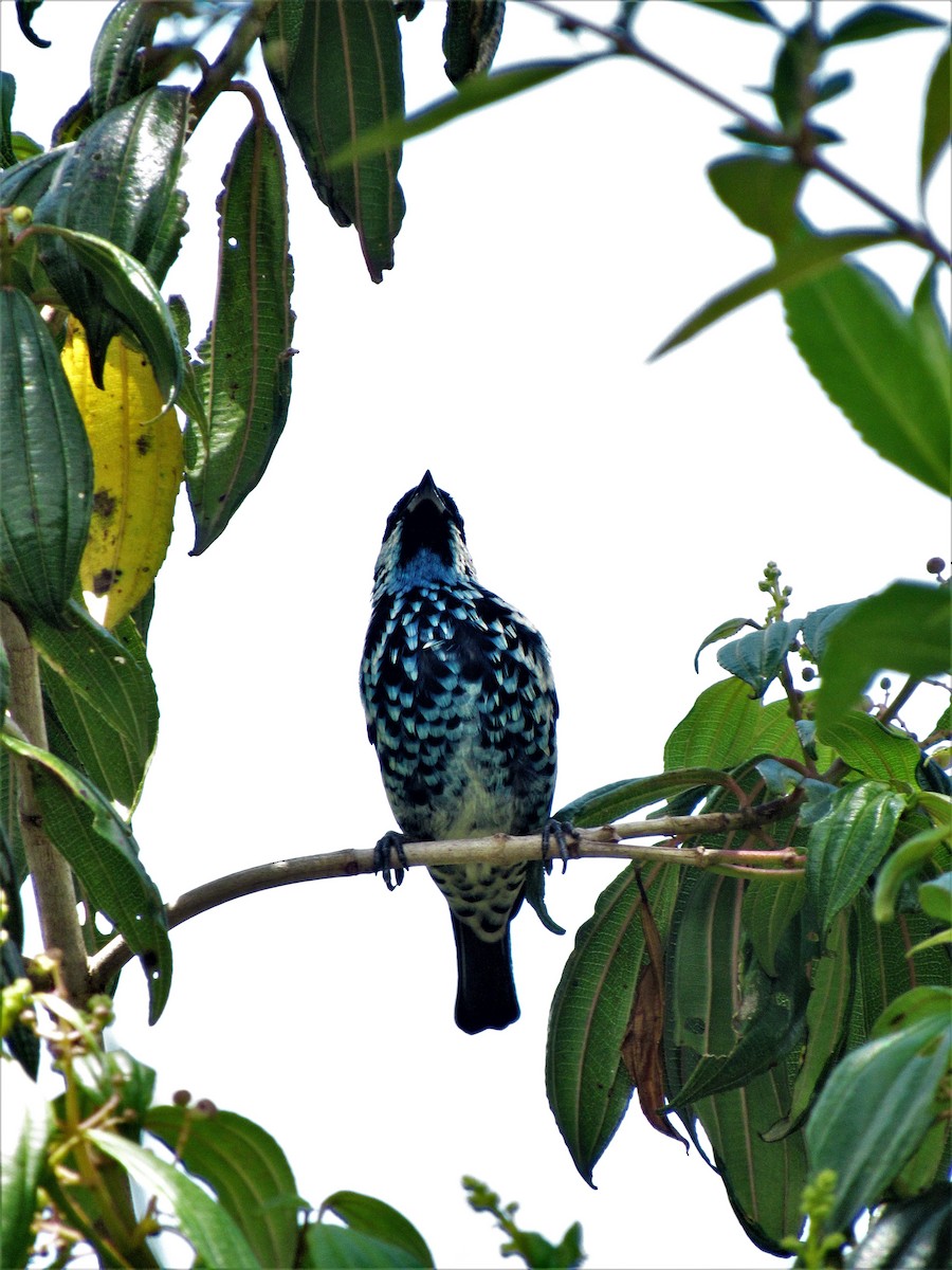 Beryl-spangled Tanager - ML617673751