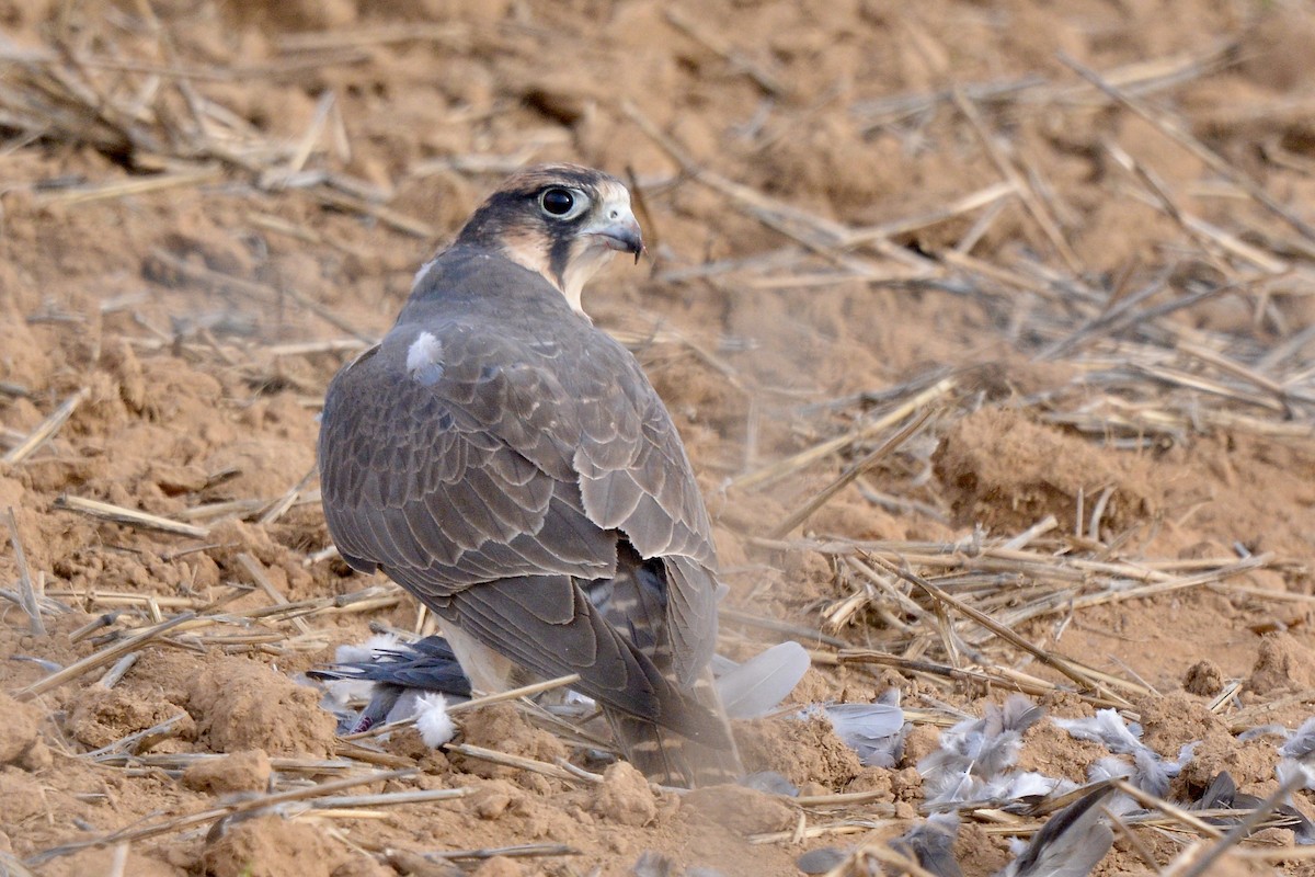 Lanner Falcon - Sarel Snyman