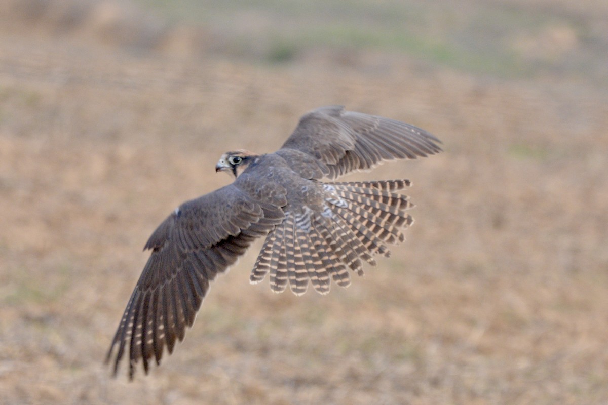 Lanner Falcon - Sarel Snyman