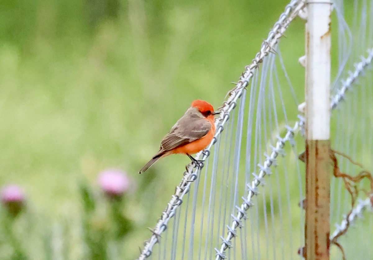 Vermilion Flycatcher - Thomas Kleespies