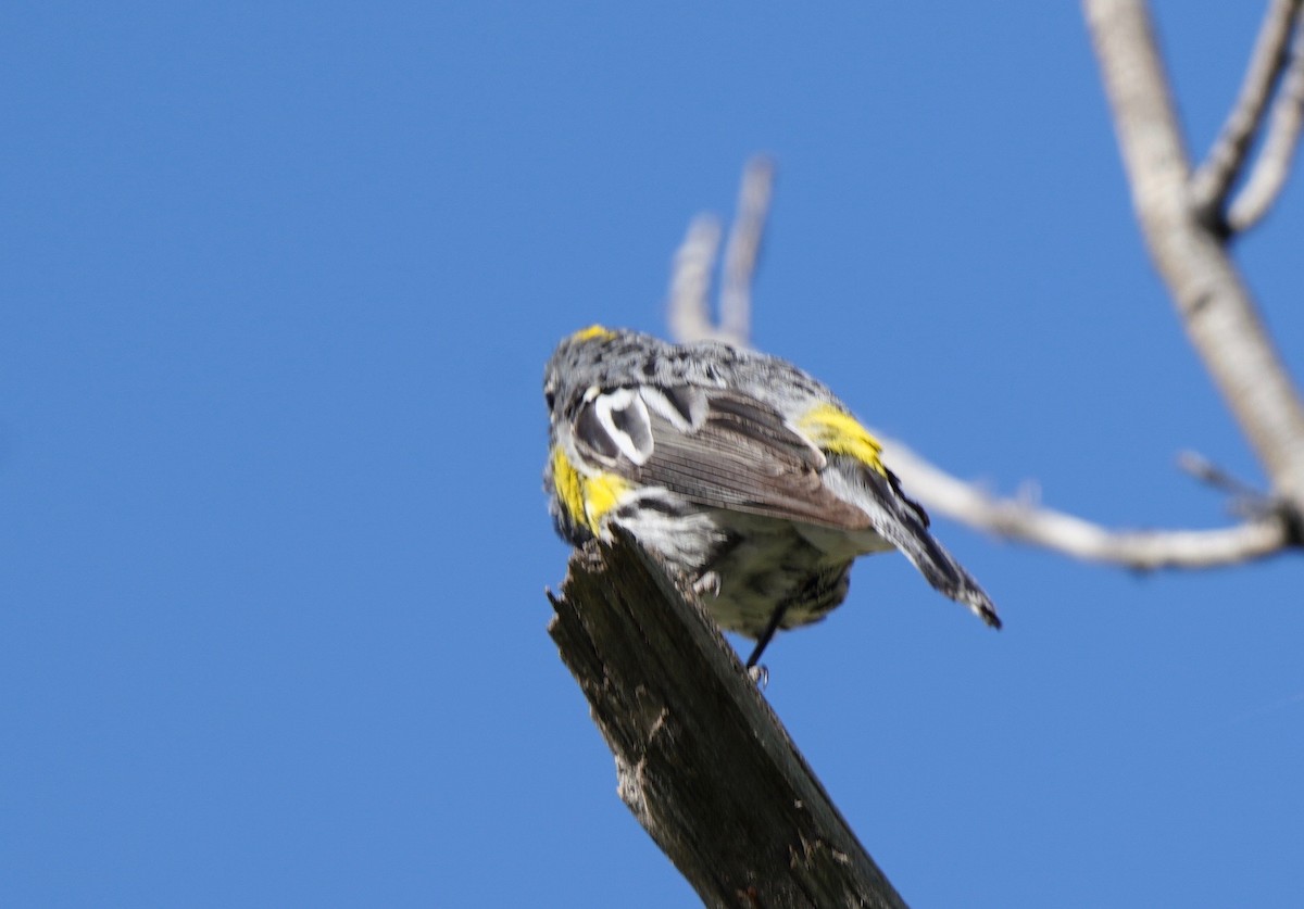 Yellow-rumped Warbler - ML617673850