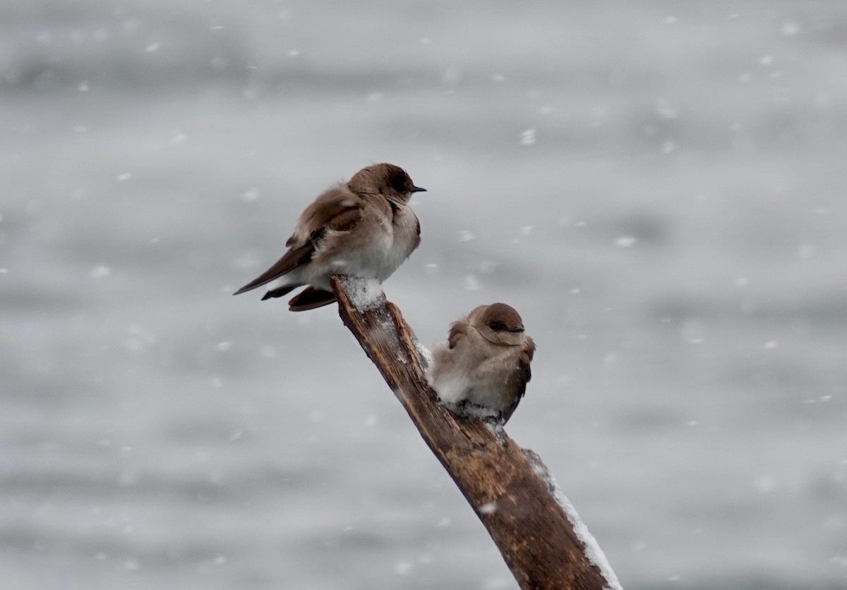 Northern Rough-winged Swallow - Shawn McCandless