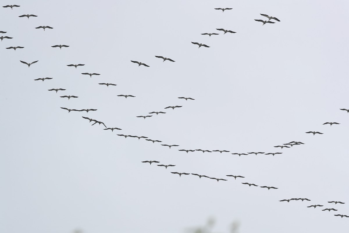 American White Pelican - ML617673917