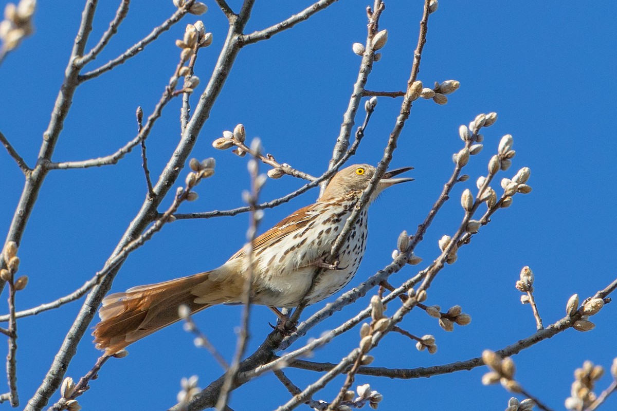 Brown Thrasher - ML617673933