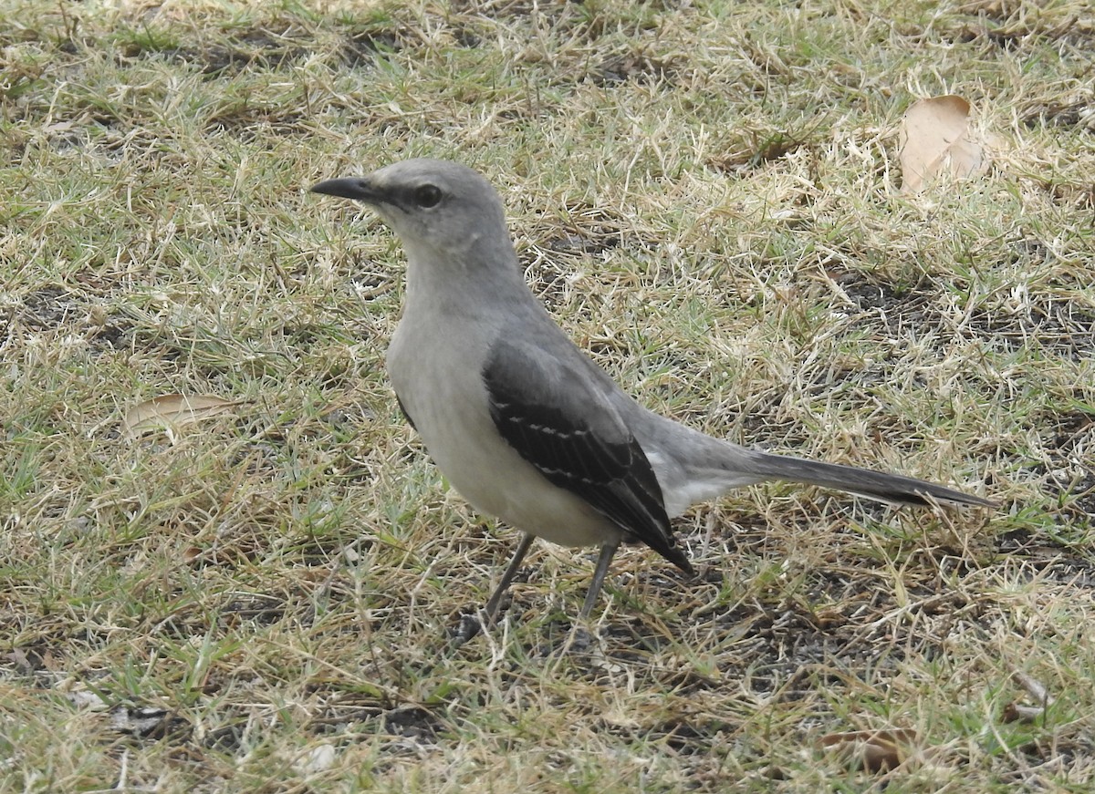 Tropical Mockingbird - ML617673949