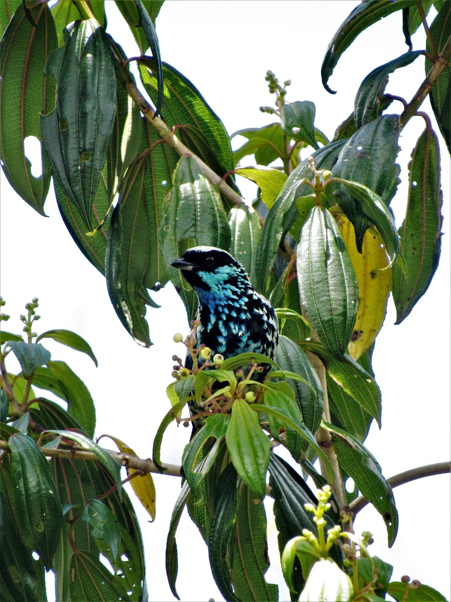 Beryl-spangled Tanager - ML617673971