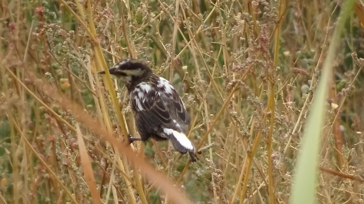 Yellow-winged Blackbird - ML617673977