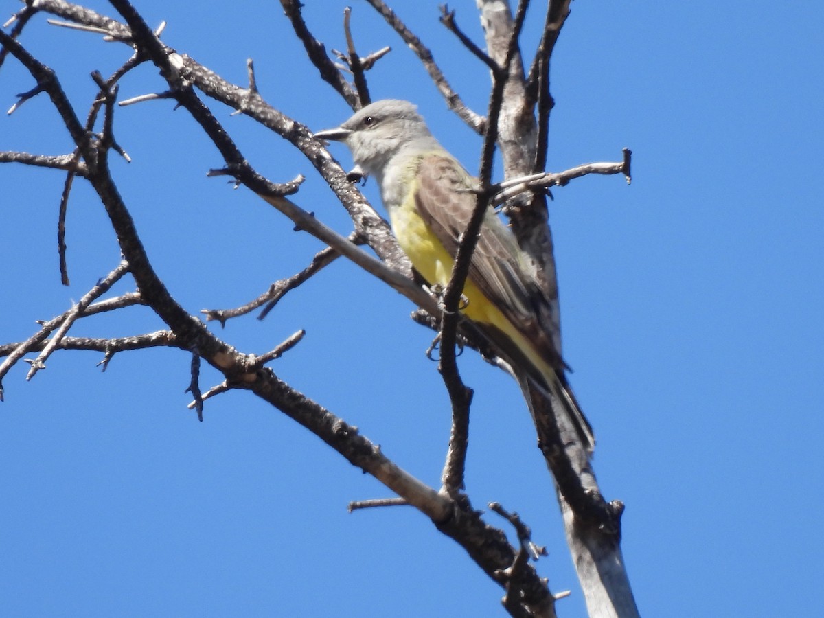 Western Kingbird - ML617674060