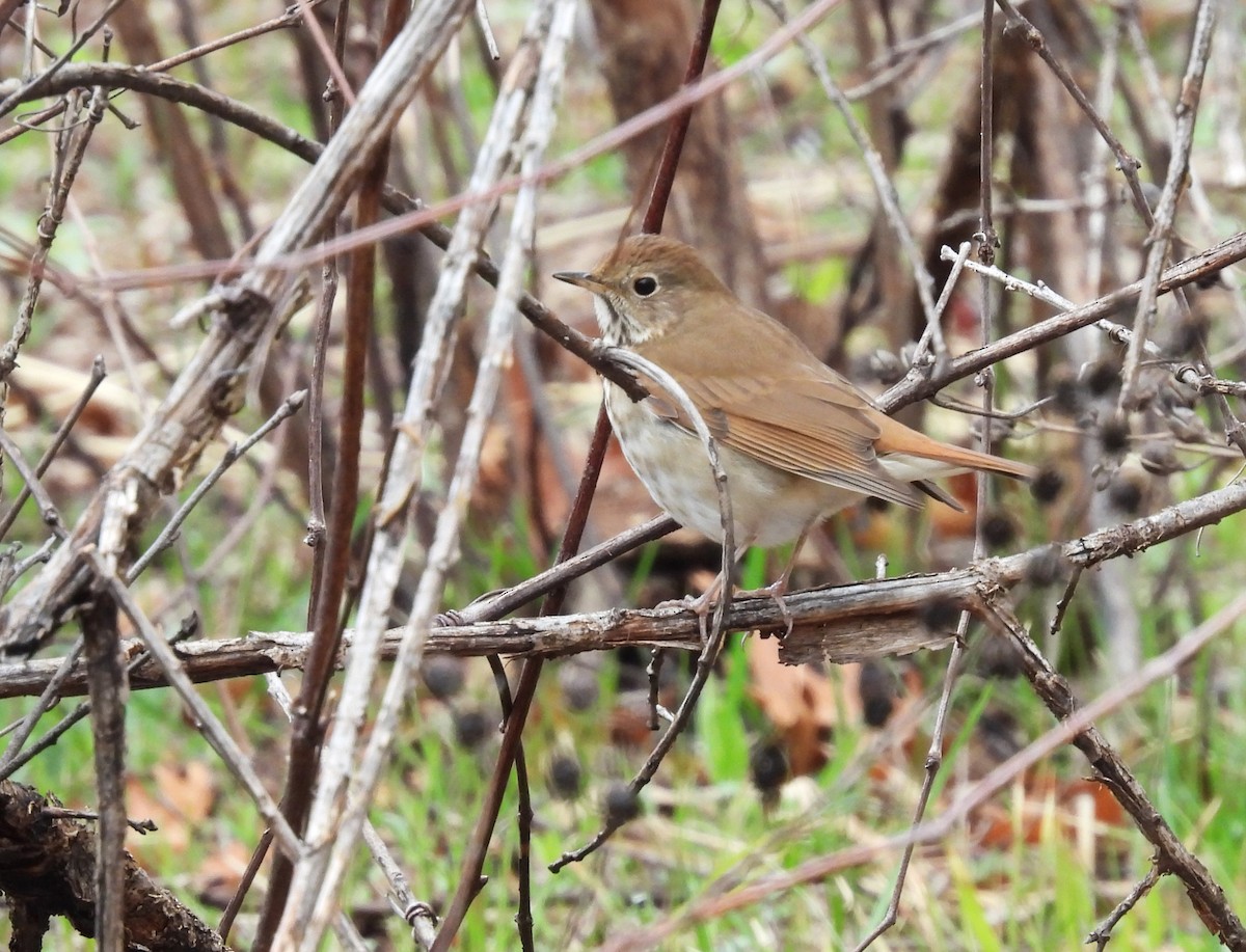 Hermit Thrush - ML617674074