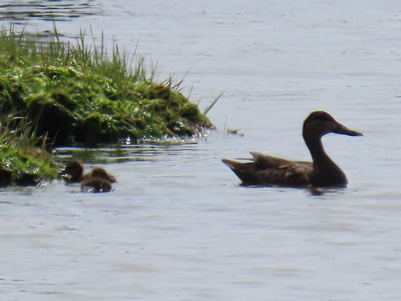 American Black Duck - Karen Lebing