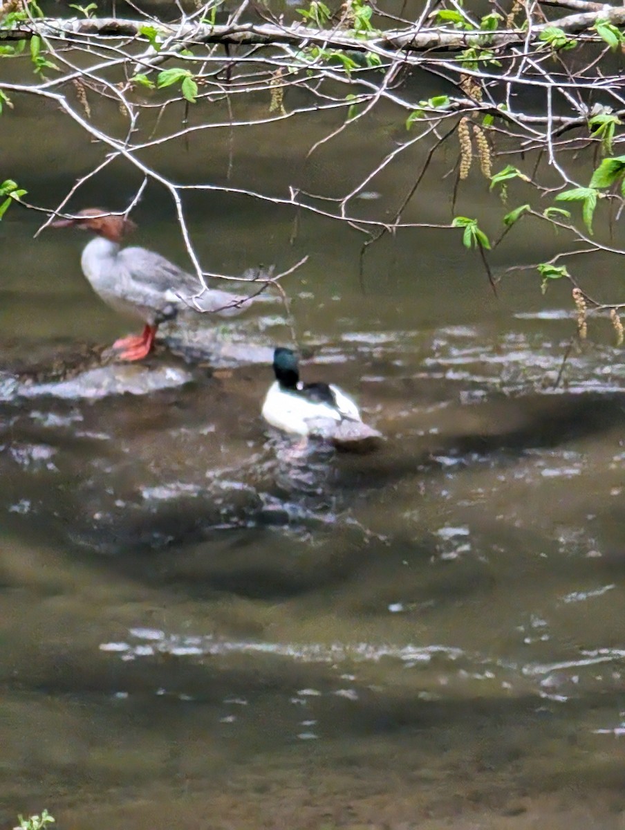 Common Merganser - Robin Tingley