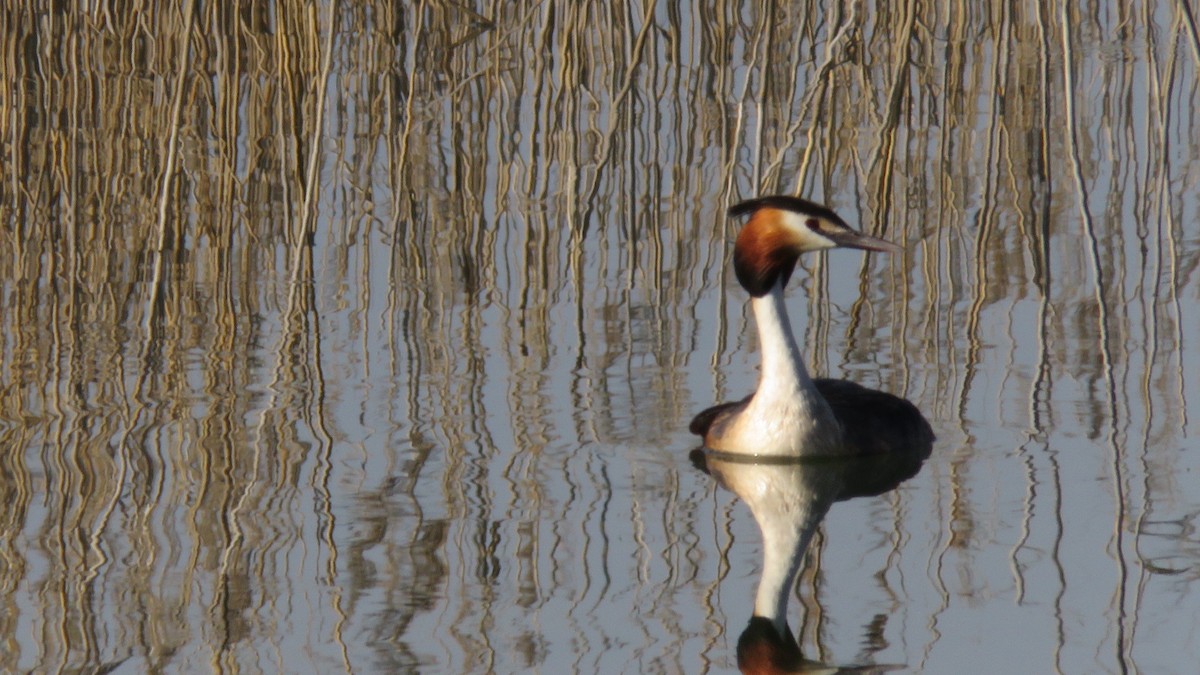 Great Crested Grebe - Felipe Rosado Romero