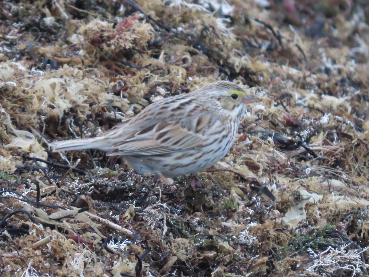 Savannah Sparrow (Ipswich) - ML617674168