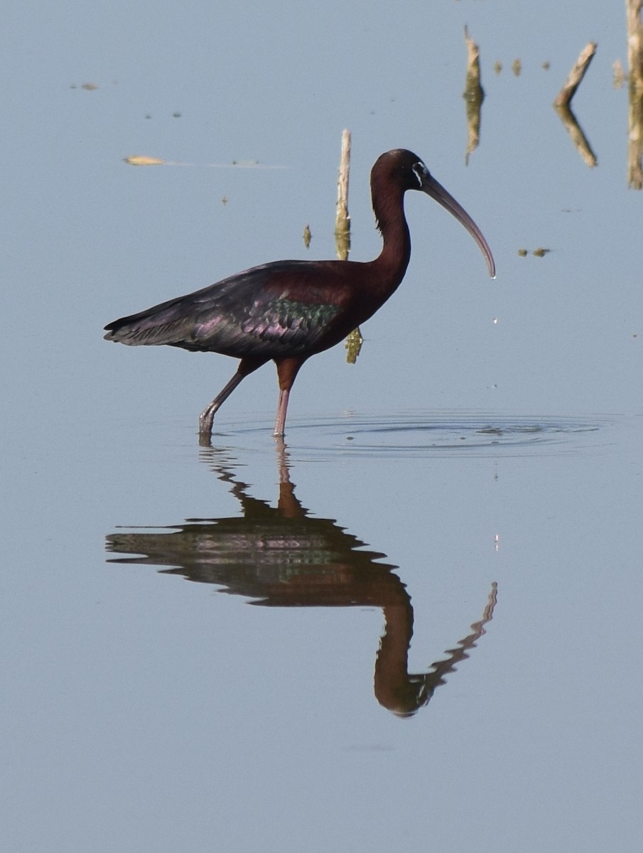 Glossy Ibis - Bill Uttenweiler