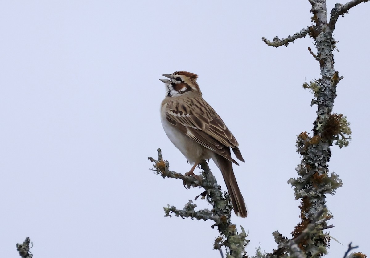 Lark Sparrow - Thomas Kleespies