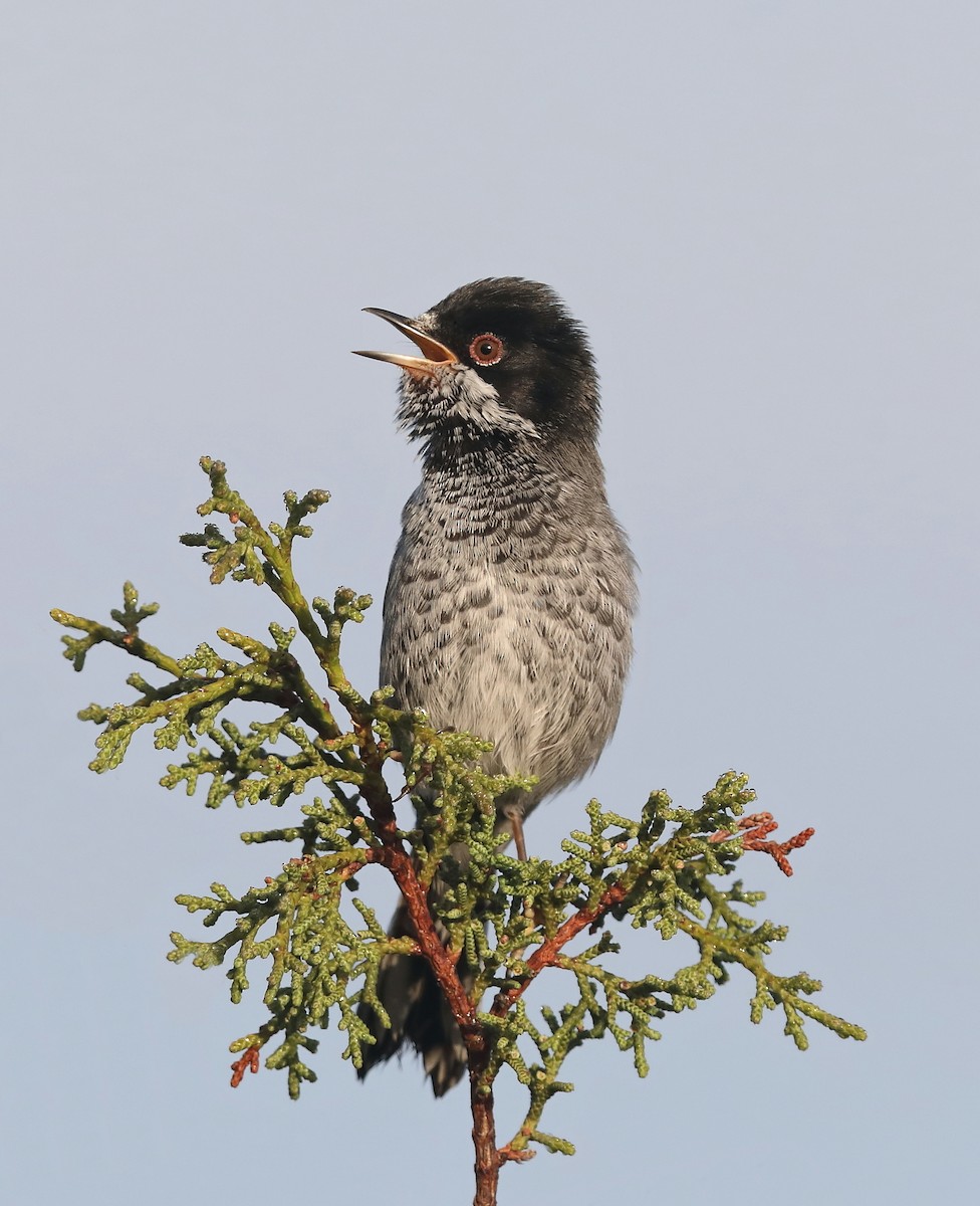 Cyprus Warbler - ML617674225