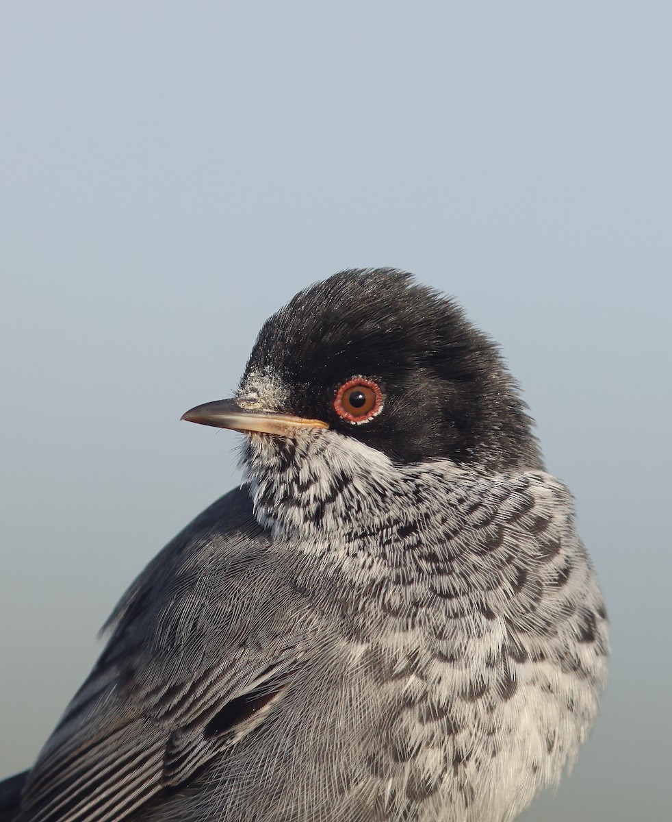 Cyprus Warbler - ML617674234