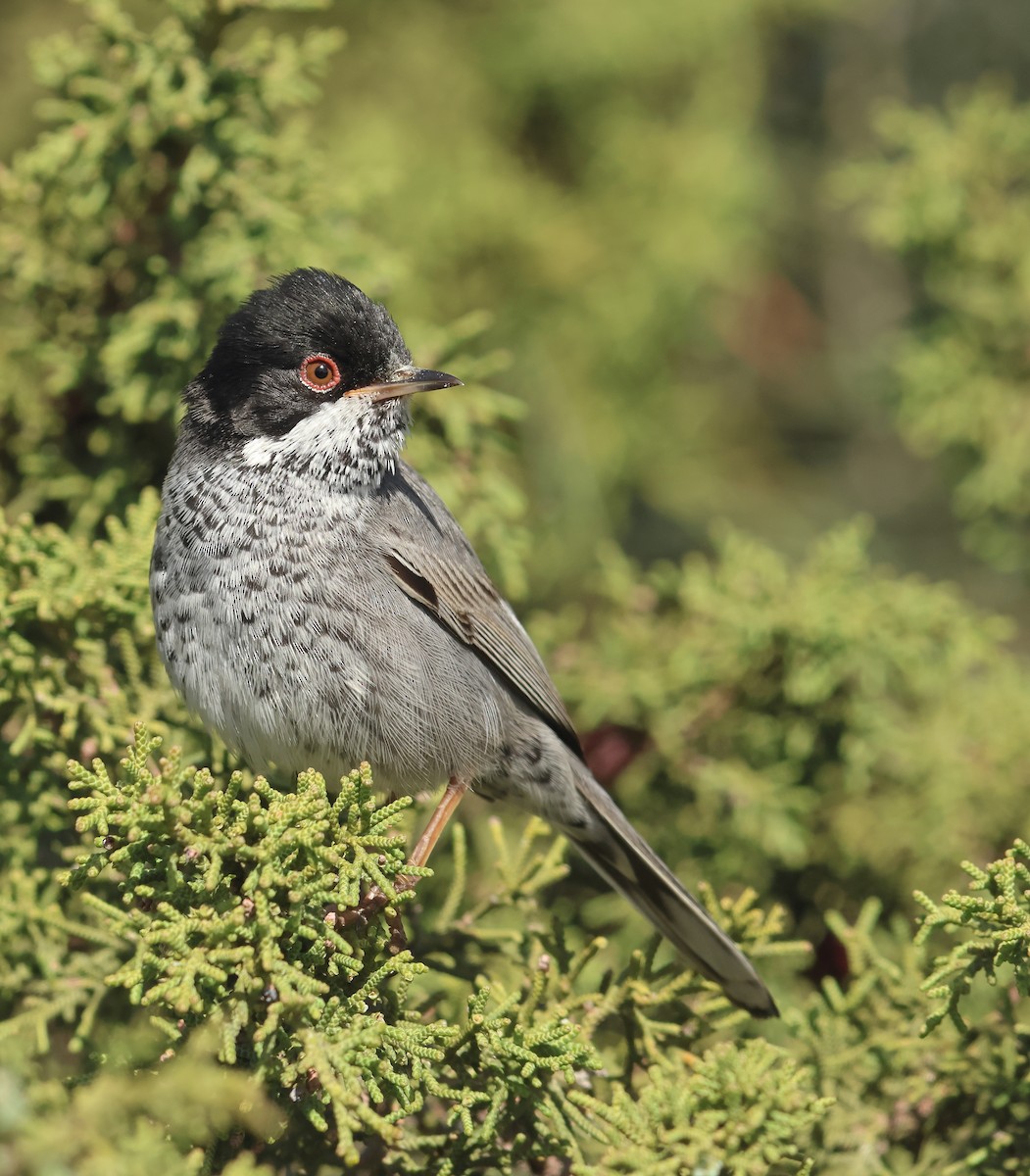 Cyprus Warbler - ML617674235